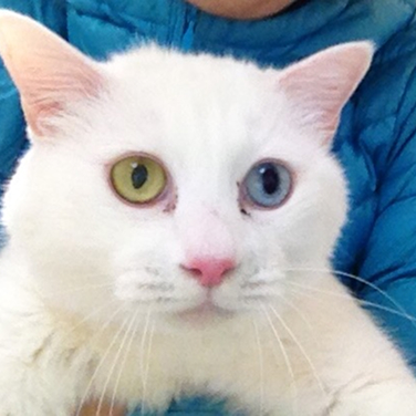 top猫